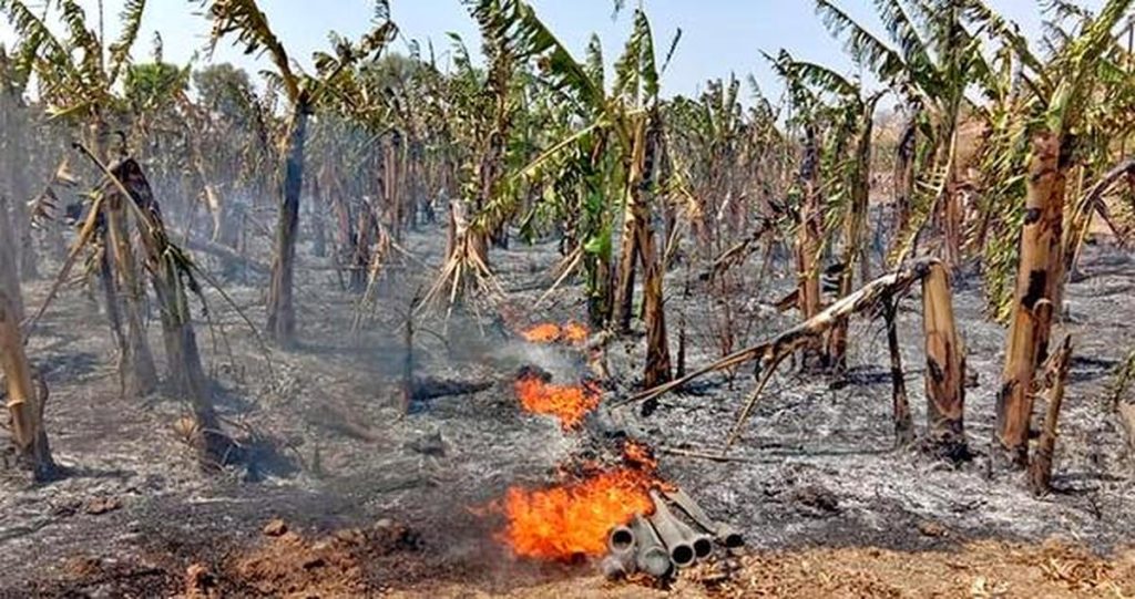 Banana plantation damaged in farm fire