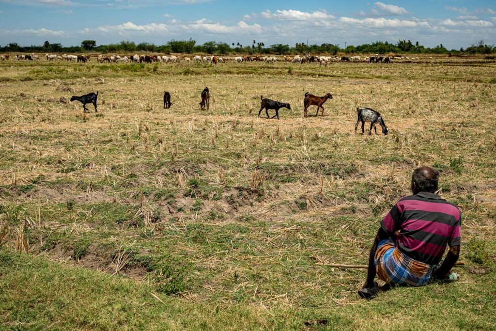 Kuruvai paddy cultivation faces water shortage