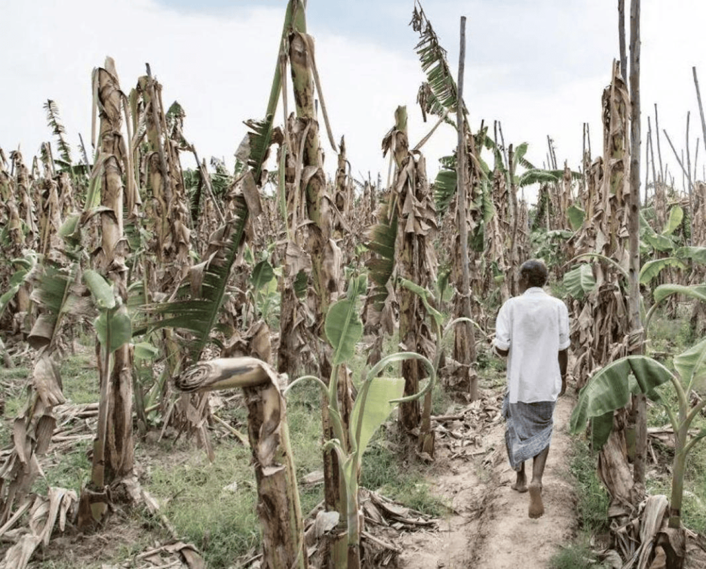 Banana crops badly affected by water shortage